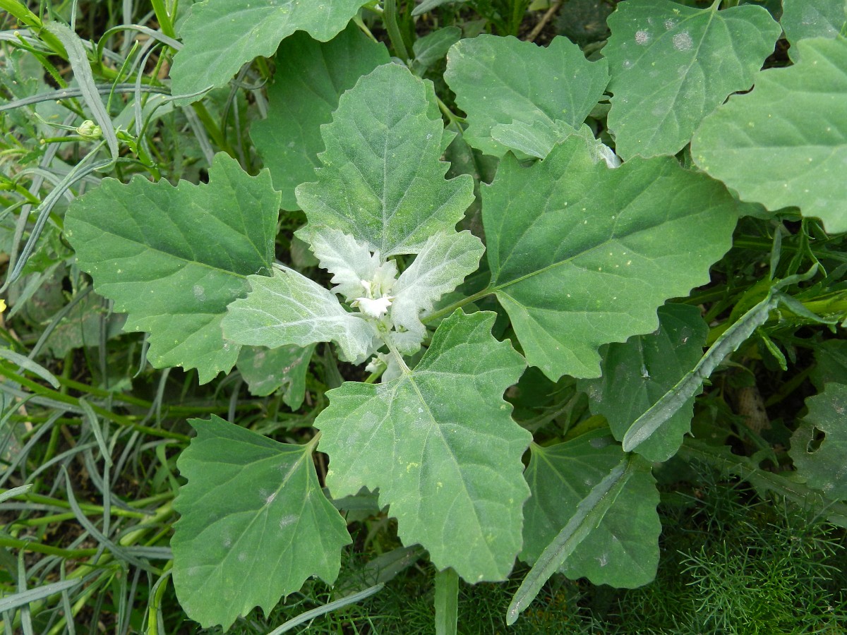 Chenopodium opulifolium